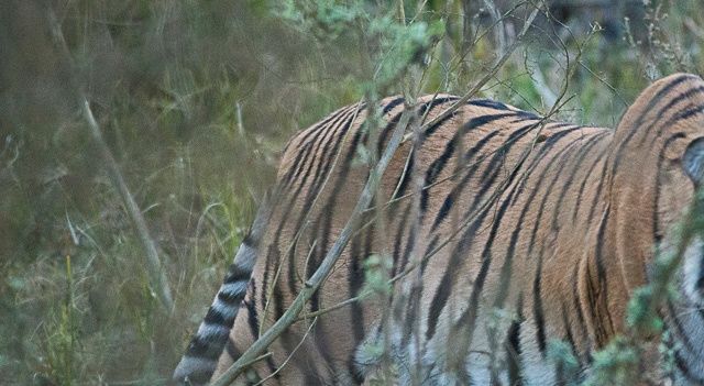 Bengal tiger in Corbett