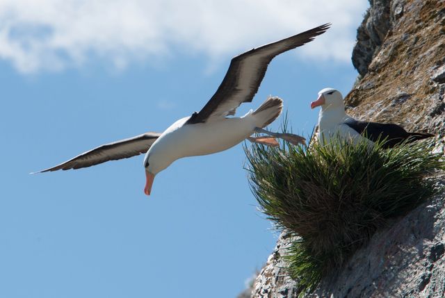 Svartbrynad albatross. Vingspann kan bli upp till 2,5 meter. Även dessa fåglar var totalt orädda.