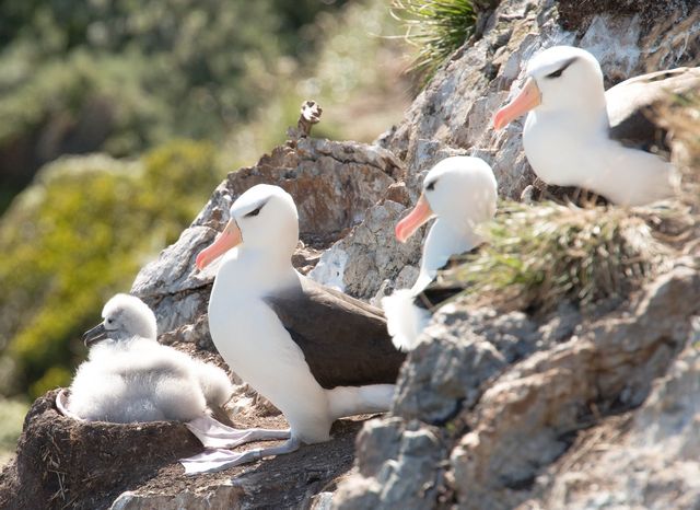 Svartbrynad albatross i boet med unge.