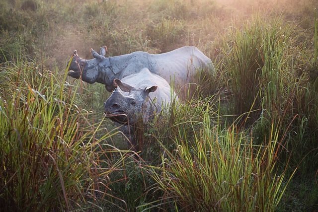 Rhinos in the morning light from an Elephant