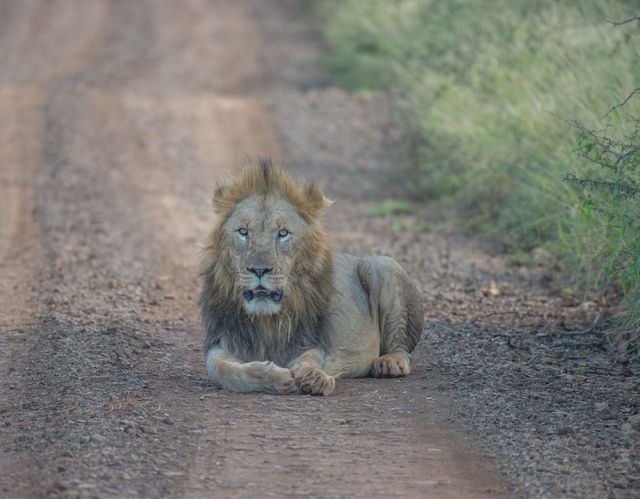 På vägen såg vi det första lejonet, en hane. Han låg på vägen som om han ägde den. Han flyttade sig inte så vi fick köra runt honom utanför vägen. 