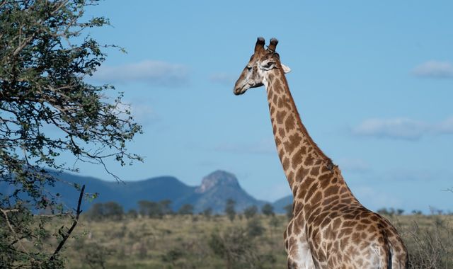 Giraff med en fågel, oxpecker, mellan hornen. Dessa fåglar hjälper bland annat giraffer med att äta skadedjur, till exempel fästingar. 