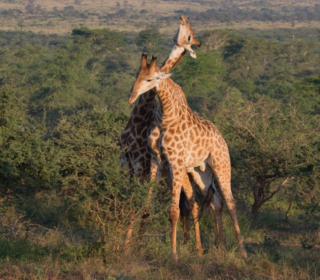 Dessa unga giraffer tränar på att fajtas, de svänger och slår halsarna mot varandra så det hörs. Äldre giraffer kan slå så hårt att huden spricker och det börjar blöda 