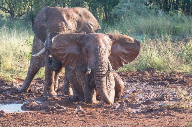 Efter badet gick elefanterna till en lerpöl och smetade ner sig. Guiden sade att det var deras hudlotion