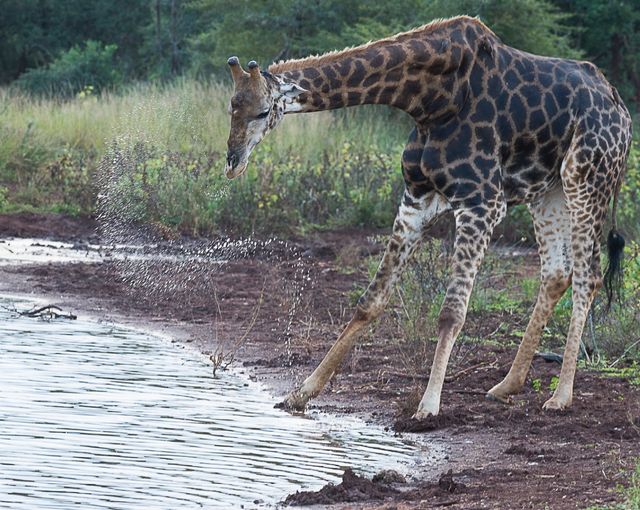 Guiden berättade att när giraffen har druckit och lyfter halsen så bildas en sorts vattenspiral. Jag hade turen att få med spiralen. 
