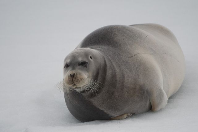Storsäl (Bearded seal)
