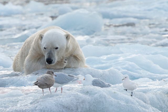 Isbjörn Svalbard 2019, 1ex gåva till Sveriges ambassadör till Island