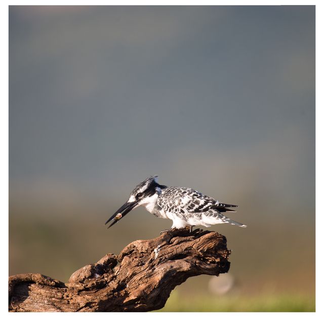 Pied Kingfisher Zimanga 2018. 