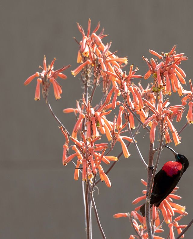Scarlet-chested Sunbird. Bilden tagen utanför mitt rum