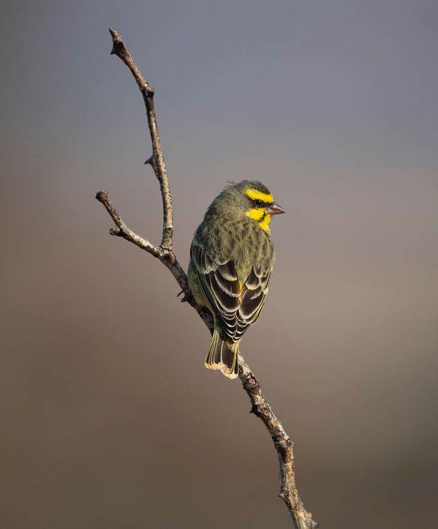 Yellow fronted canary