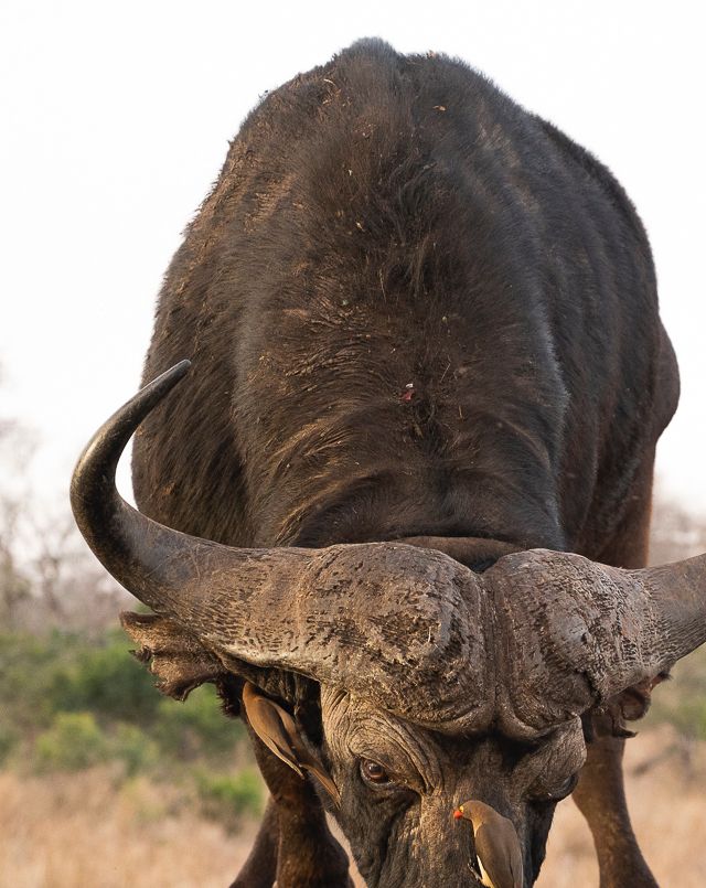 Buffel med Oxhacker på nosen