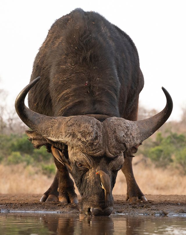 Buffel med Oxhacker på nosen