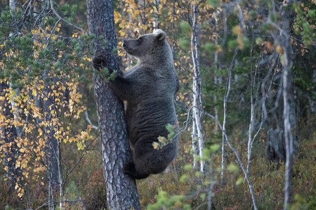 Björnhona i träd
