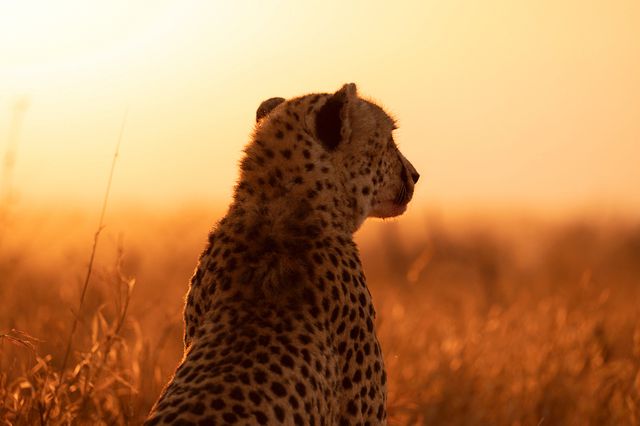 Gepard i soluppgång Zimanga 2021
